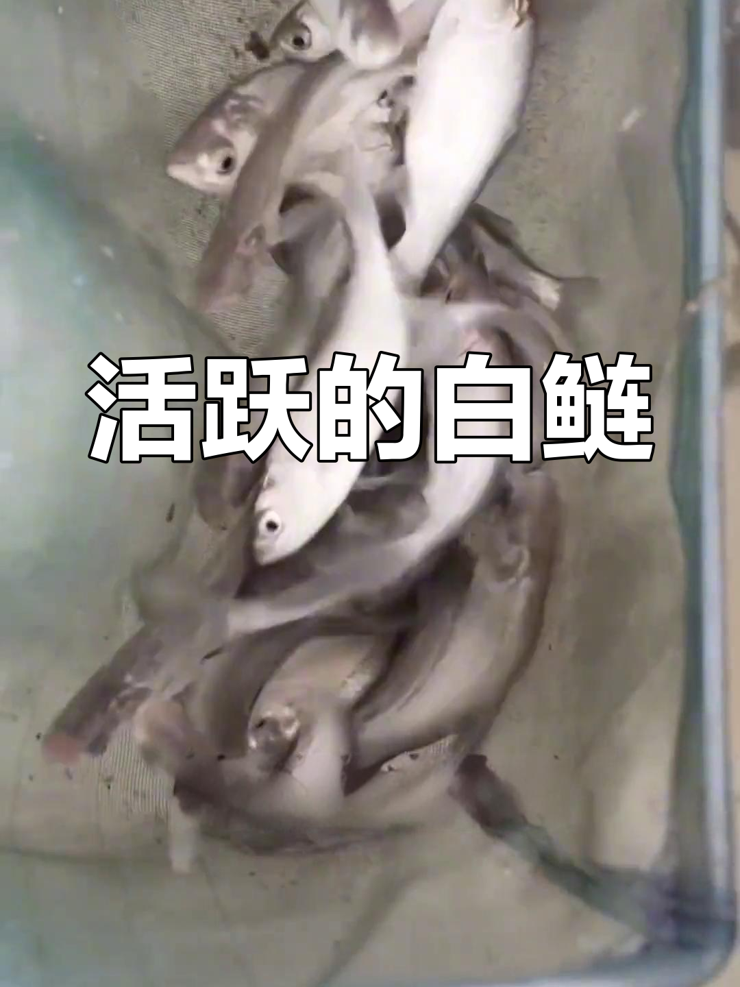 白鲢鱼:水质净化能手