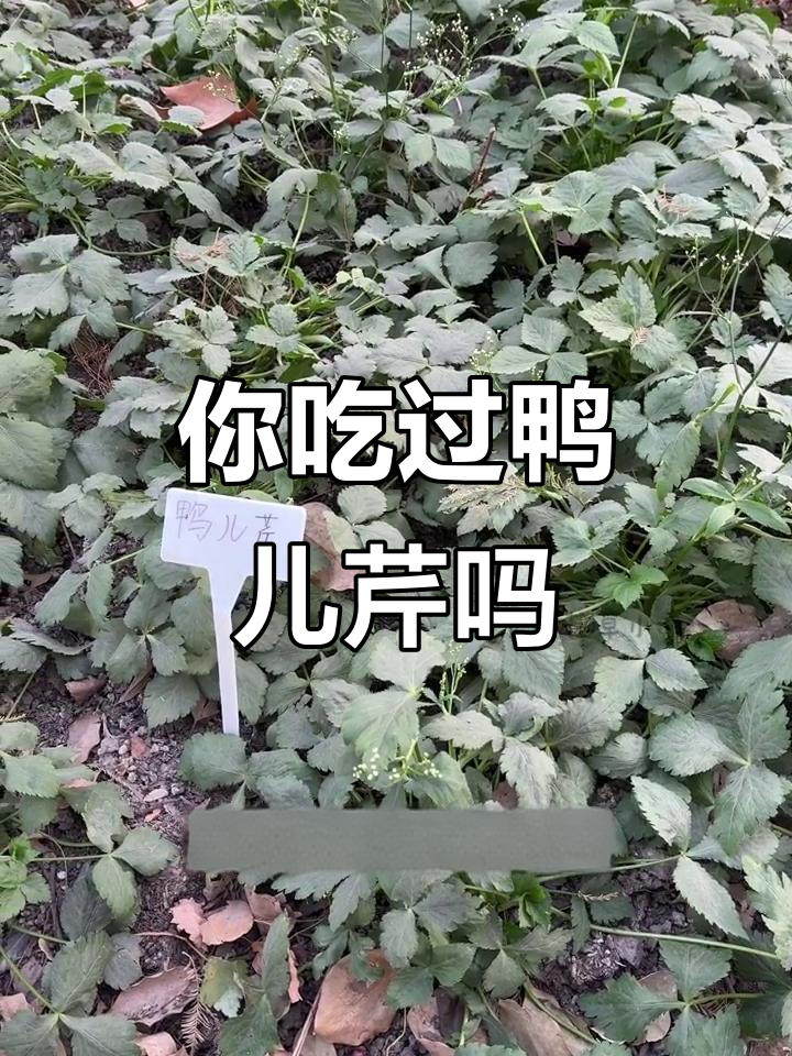 鸭儿芹：你尝过吗？这种野菜味道如何