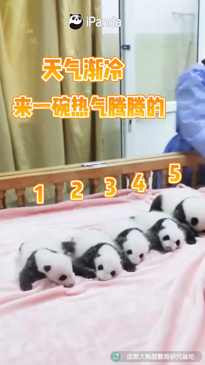 这是您要的一份“小汤圆”