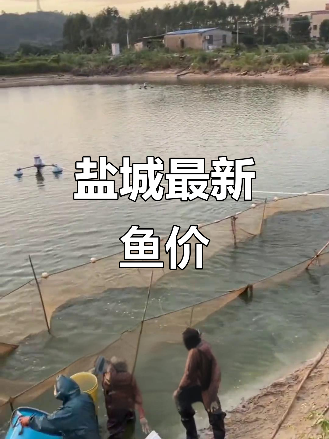 江苏盐城鱼价大揭秘!草鱼、白莲、鲤鱼一网打尽