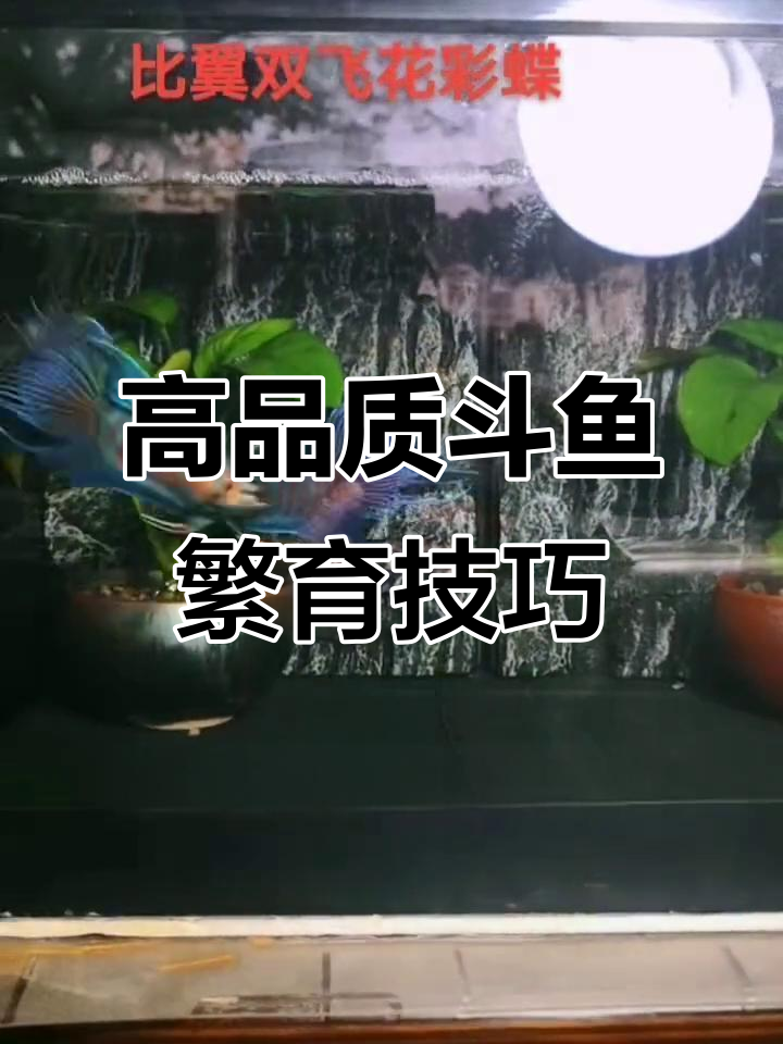 斗鱼繁殖技术大揭秘,闪光多彩普巨尾多爆针