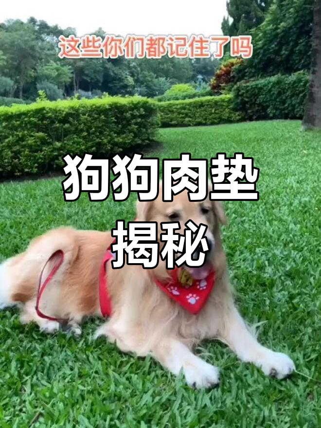 狗狗肉垫的五个秘密