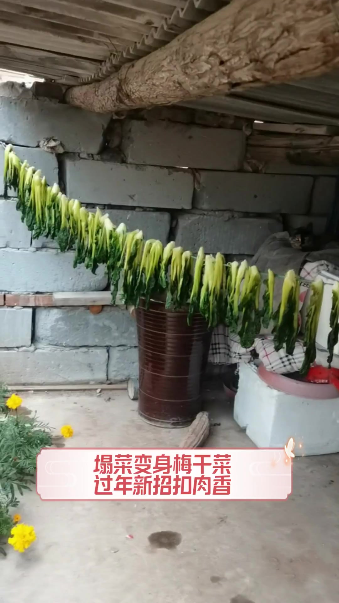 塌菜变身梅干菜,过年新招扣肉香
