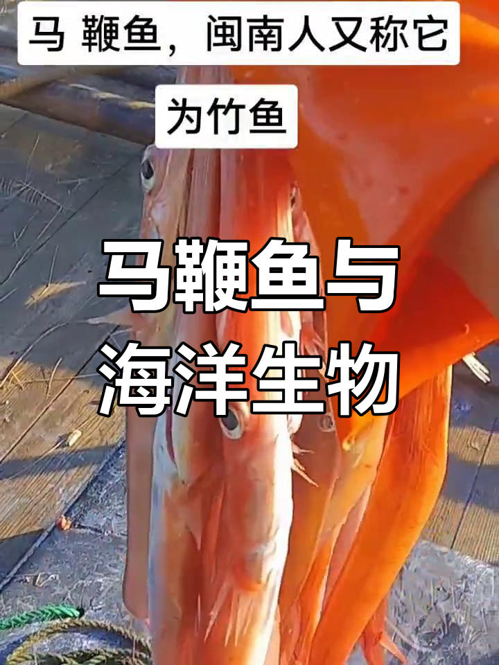 闽南人眼中的竹鱼,大海的馈赠