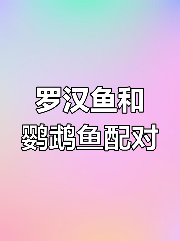 罗汉鱼与鹦鹉鱼的配对成功,产卵繁殖全过程揭秘