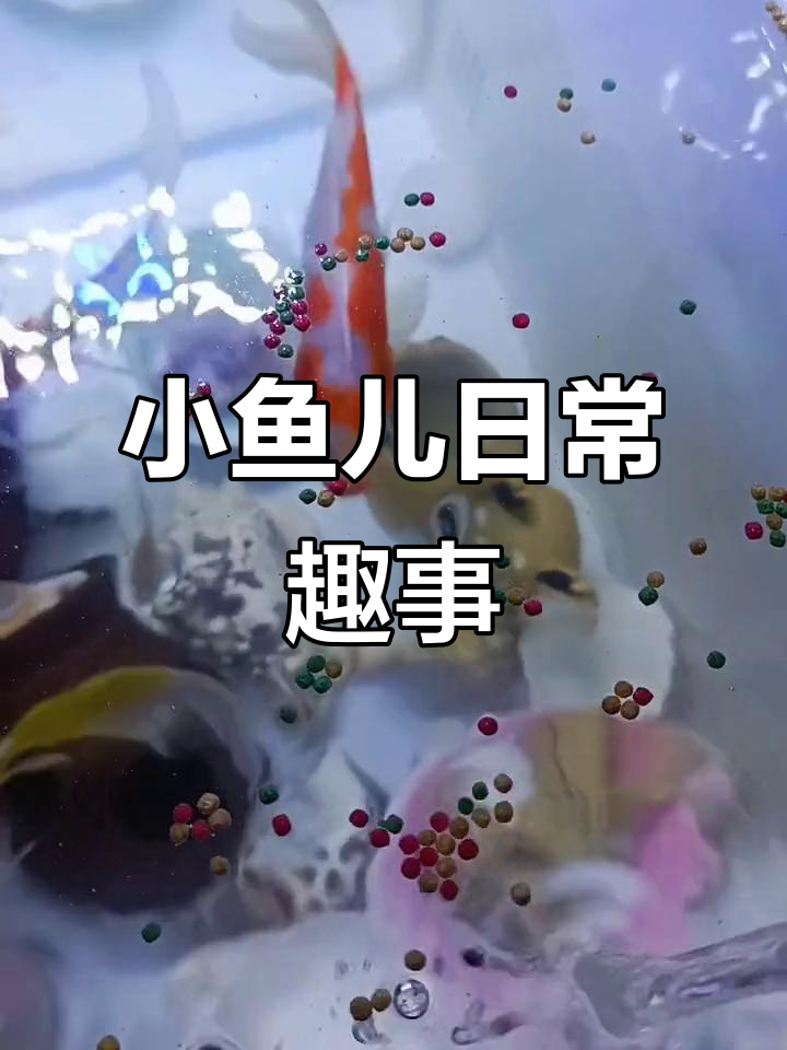 每天看看小鱼儿,心情超好!清道夫吃垃圾的有趣瞬间