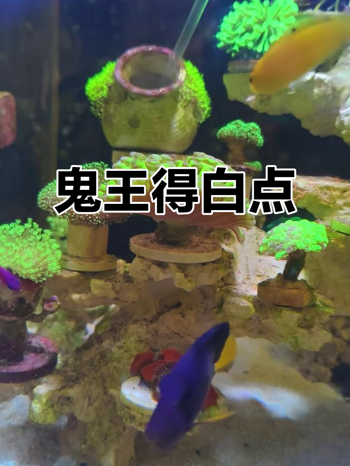 美国“鬼王”现身，身上竟有白点！