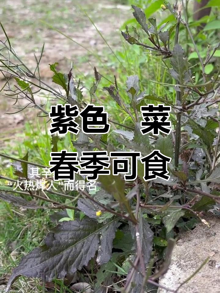 罕见野油菜,叶片紫红,春季采摘凉拌煮汤皆宜
