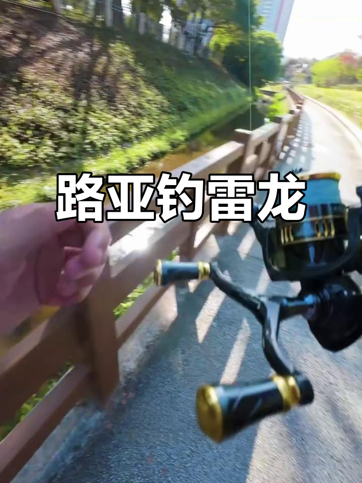 深圳路亚钓雷龙,尾巴打架受伤了