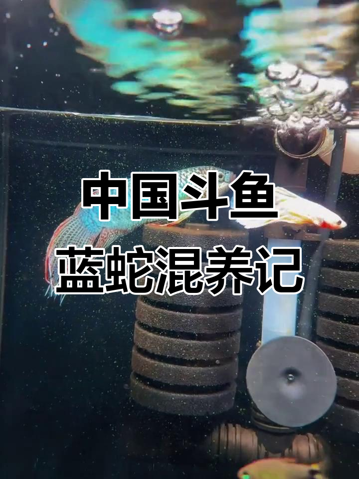 蓝蛇斗鱼与喷火灯的混养故事,小鳄鱼也来凑热闹