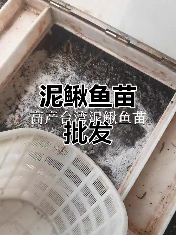 台湾泥鳅鱼苗批发,各地区供应充足