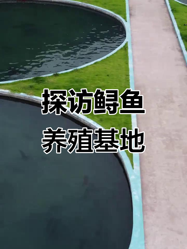鲟鱼养殖基地大揭秘,春风二嗯爱等你来挑战