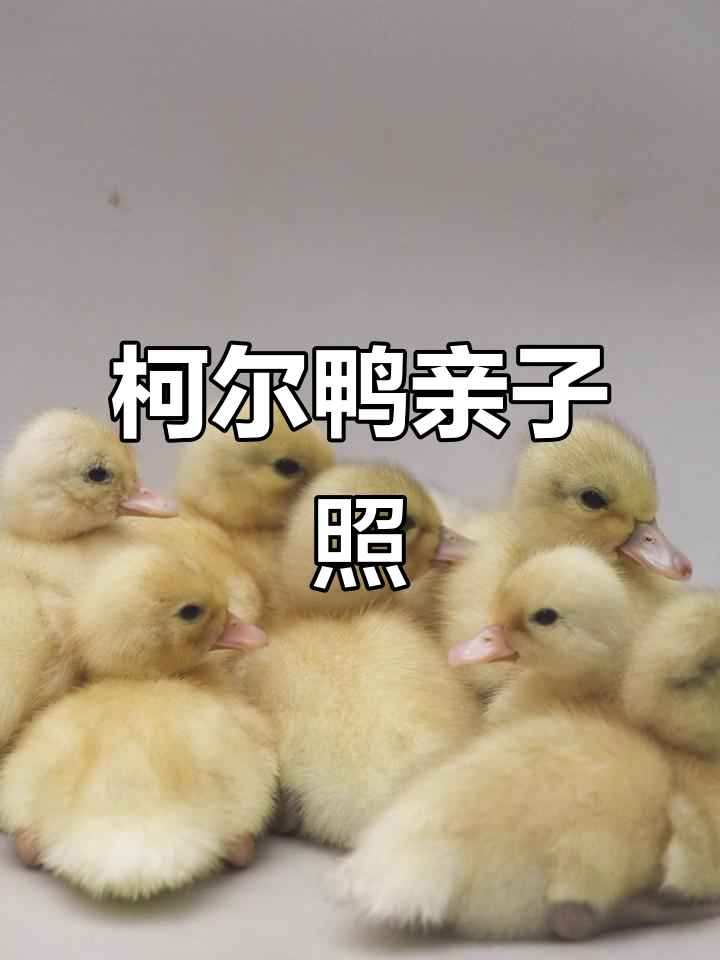 小鸭子和妈妈一起拍证件照,萌态十足