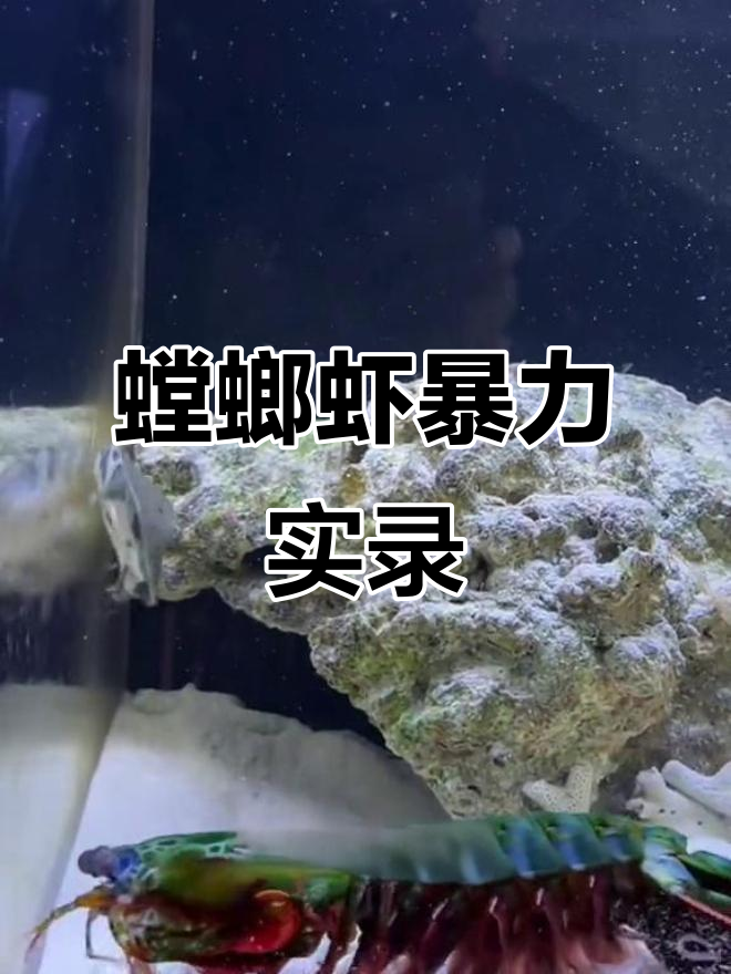 螳螂虾拳打螃蟹，脚踢龟丞相，实力惊人