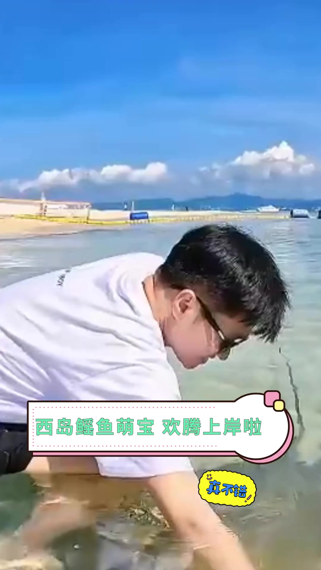 西岛鳐鱼萌宝 欢腾上岸啦