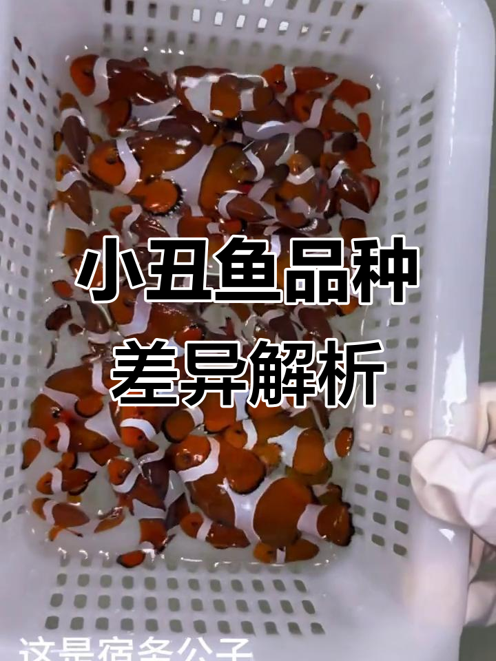 公子小丑鱼：巴东、宿务与斐济品种大揭秘