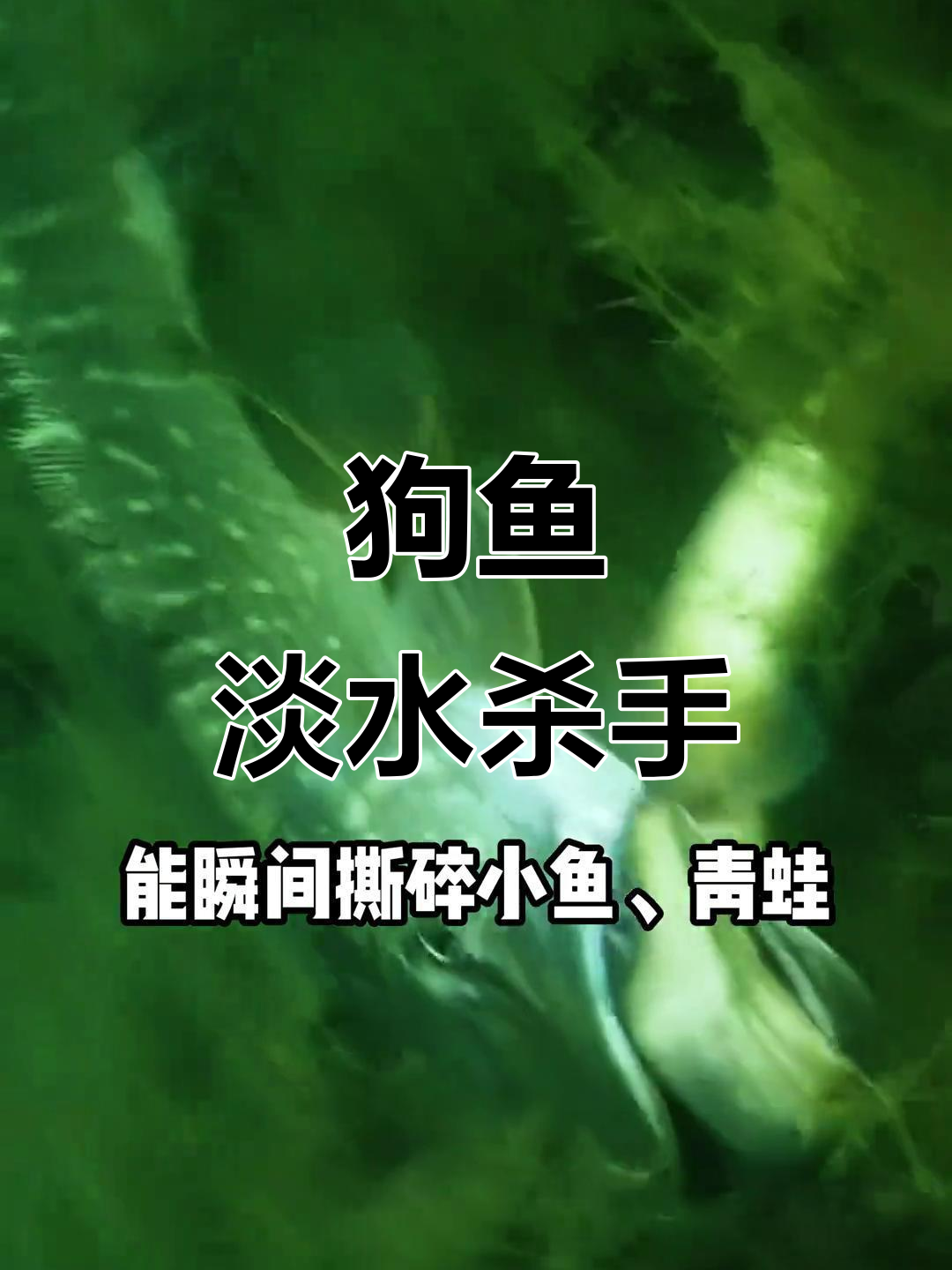 国内最凶猛淡水鱼:狗鱼的致命攻击力