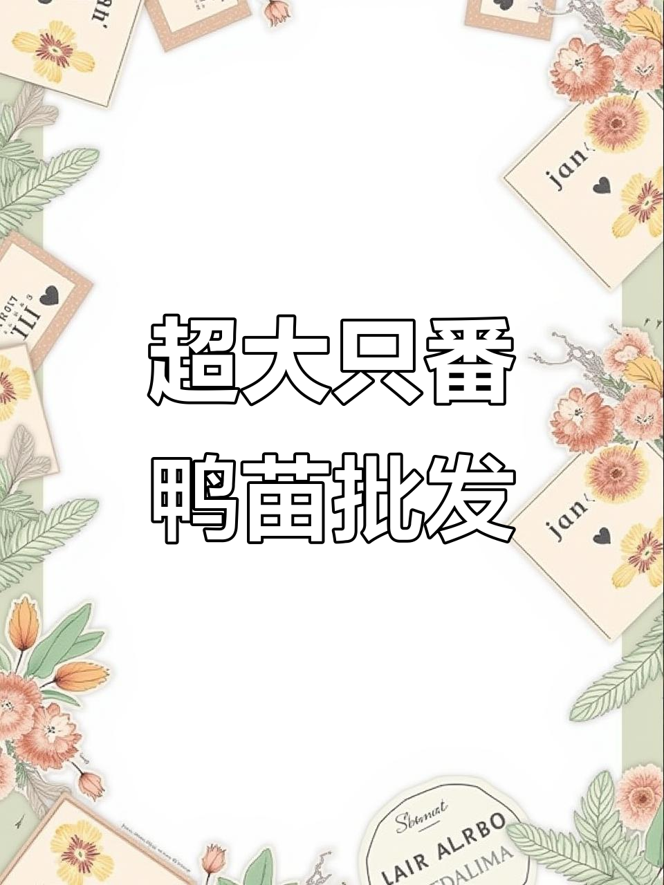 大种番鸭苗批发,三四斤重超强抗病力