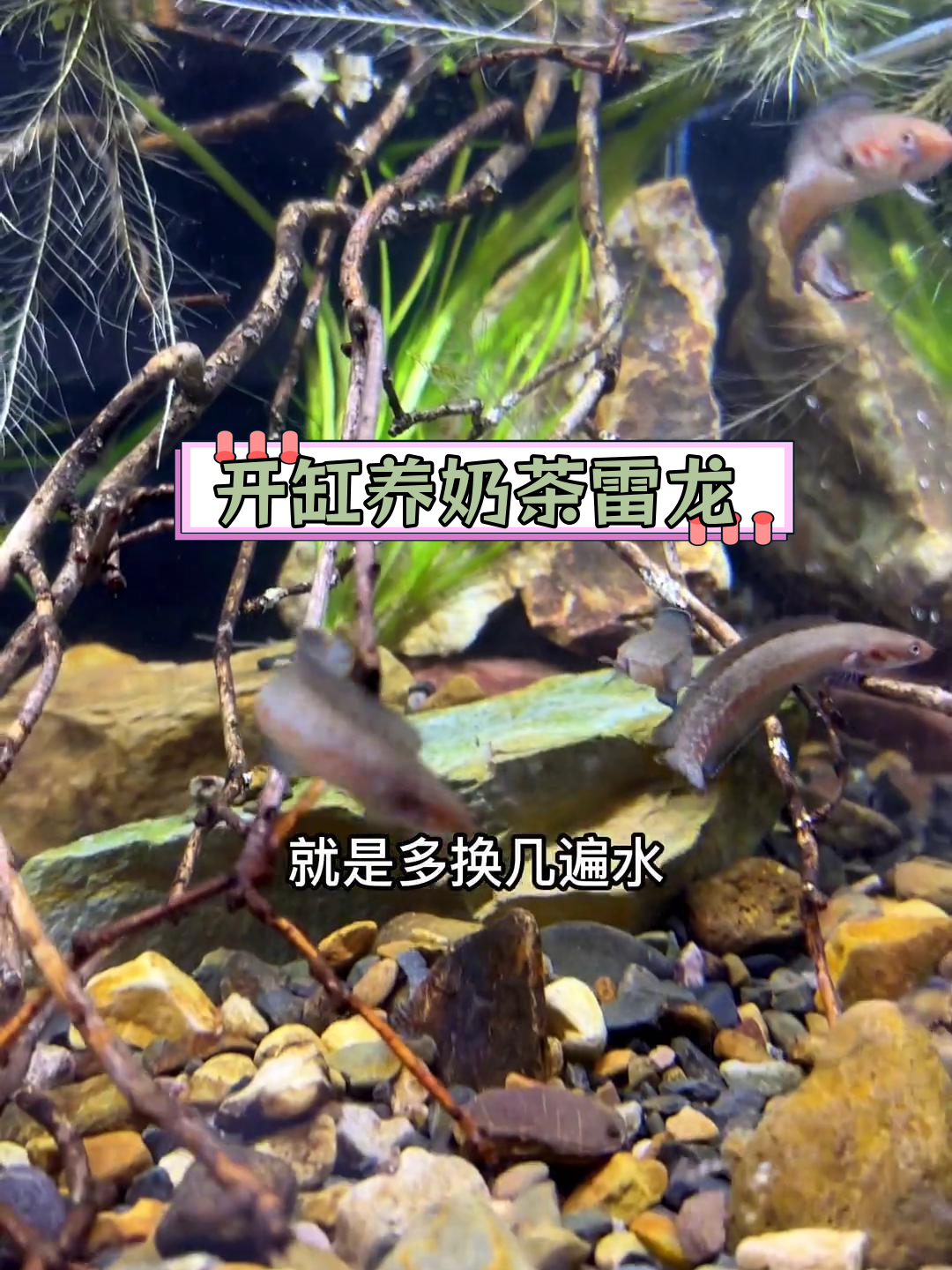 30秒打造奶茶雷龙鱼缸造景,适合新手入门