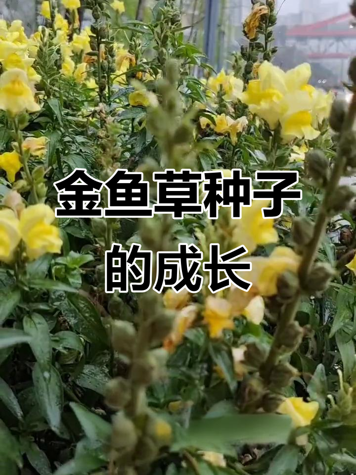 金鱼草结种子,颜色变化揭秘