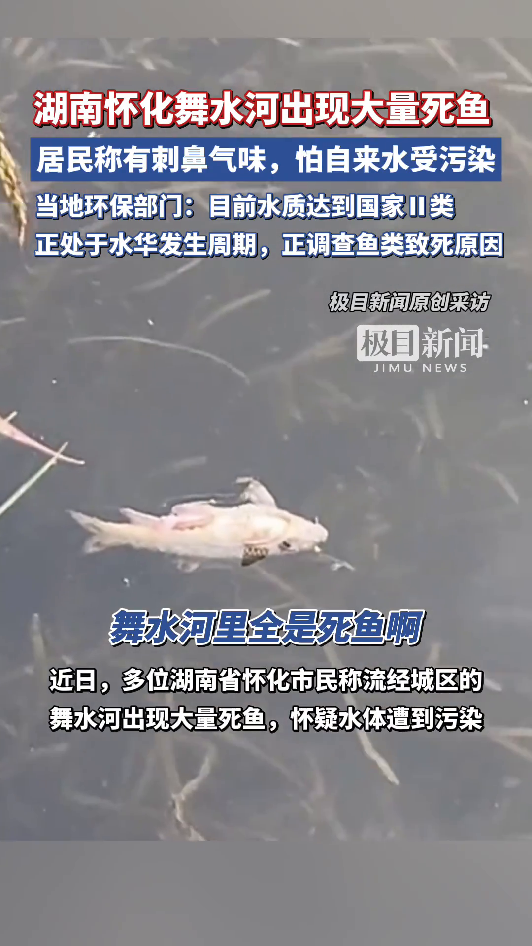 「视频」湖南怀化舞水河近期出现大量死鱼,居民担心自来水受污染,当地环保部门回应