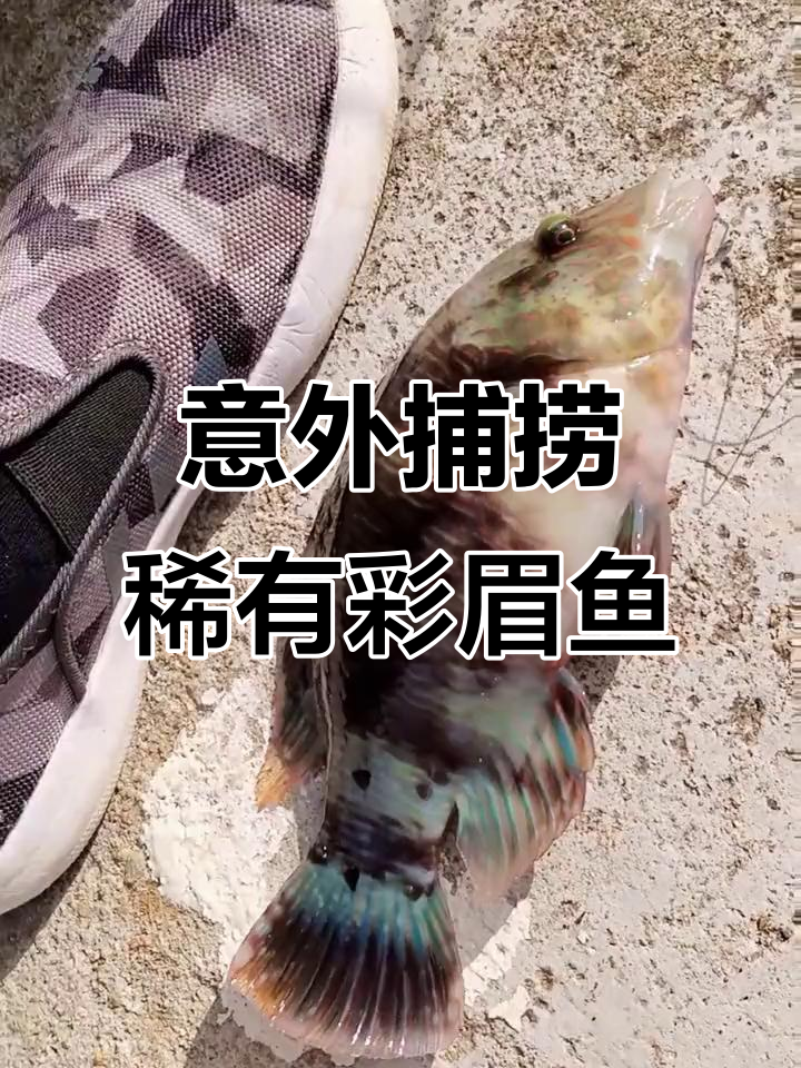 钓到罕见野生彩眉鱼,香气十足让人惊喜!