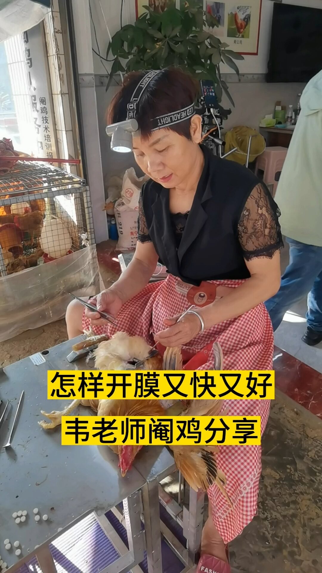 阉鸡技术学习,每天教你一招