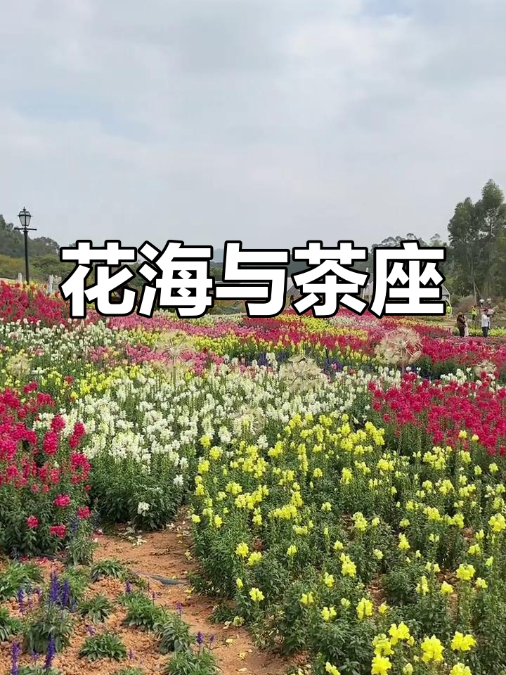 香遇百花园,绣球金鱼草美不胜收,免费茶座可休息