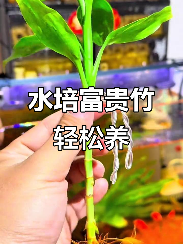 鱼缸水培富贵竹,简单操作净化水质