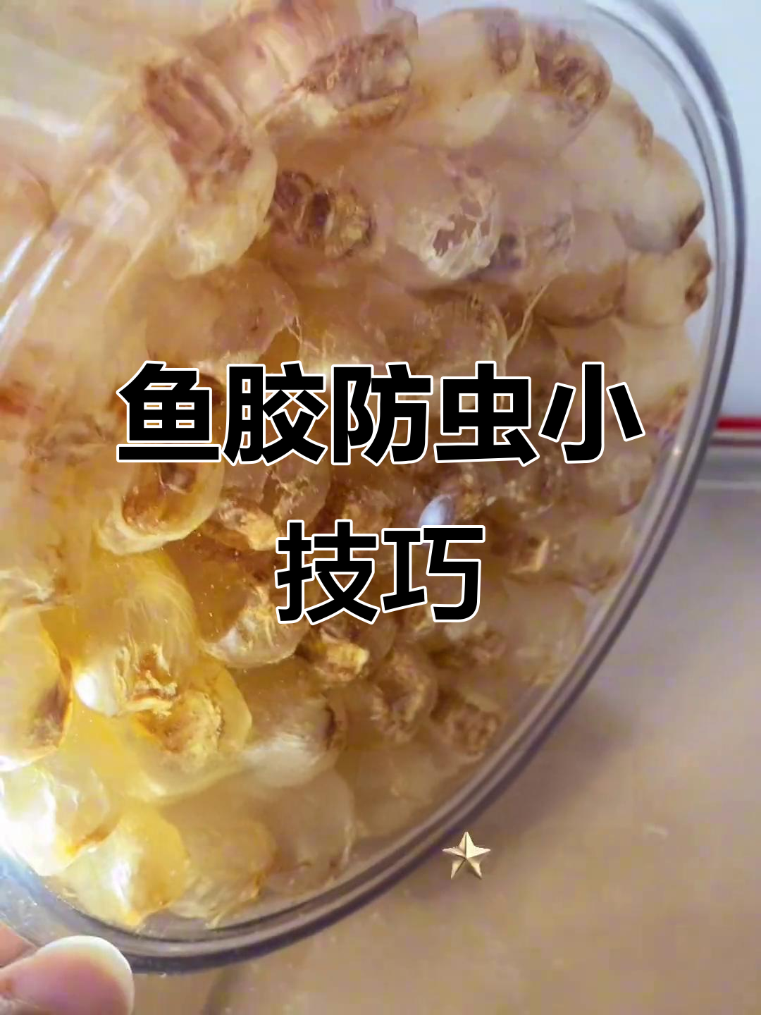 鱼胶保存要小心,定期检查避免长虫