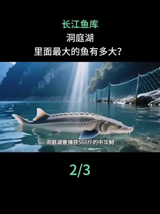 长江鱼库洞庭湖,里面最大的鱼有多大?