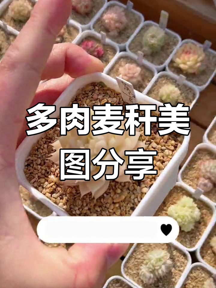 麦秆多肉拍照打卡,三种颜色任你选