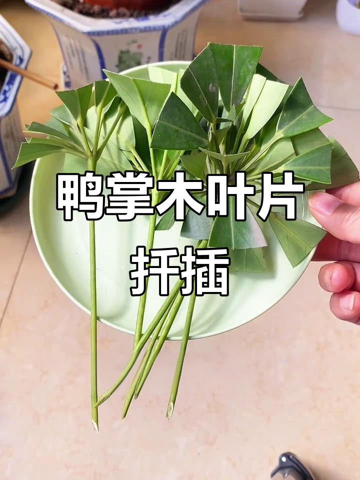 鸭掌木叶片扦插技巧,轻松学会室内盆栽种植