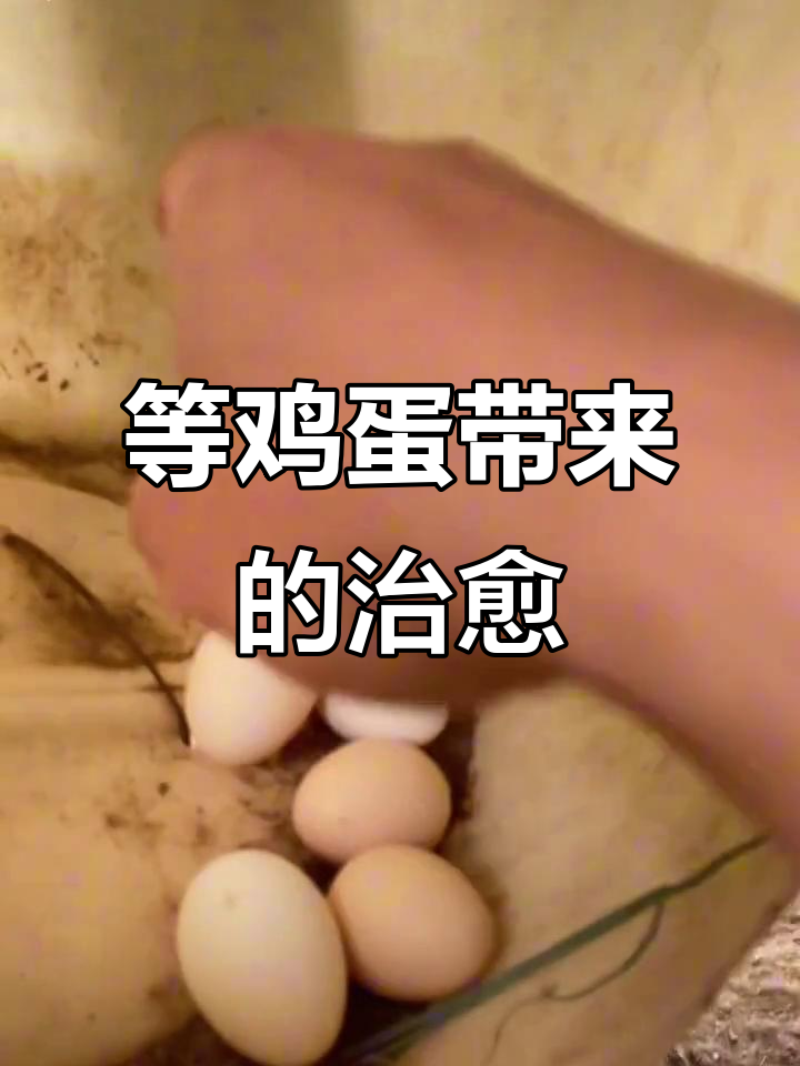 等待母鸡下蛋,重温小时候的温暖时光
