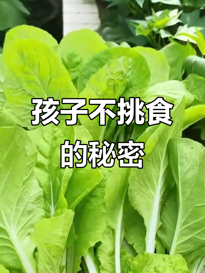 火锅必备!这款奶油小白菜,孩子挑食不再有