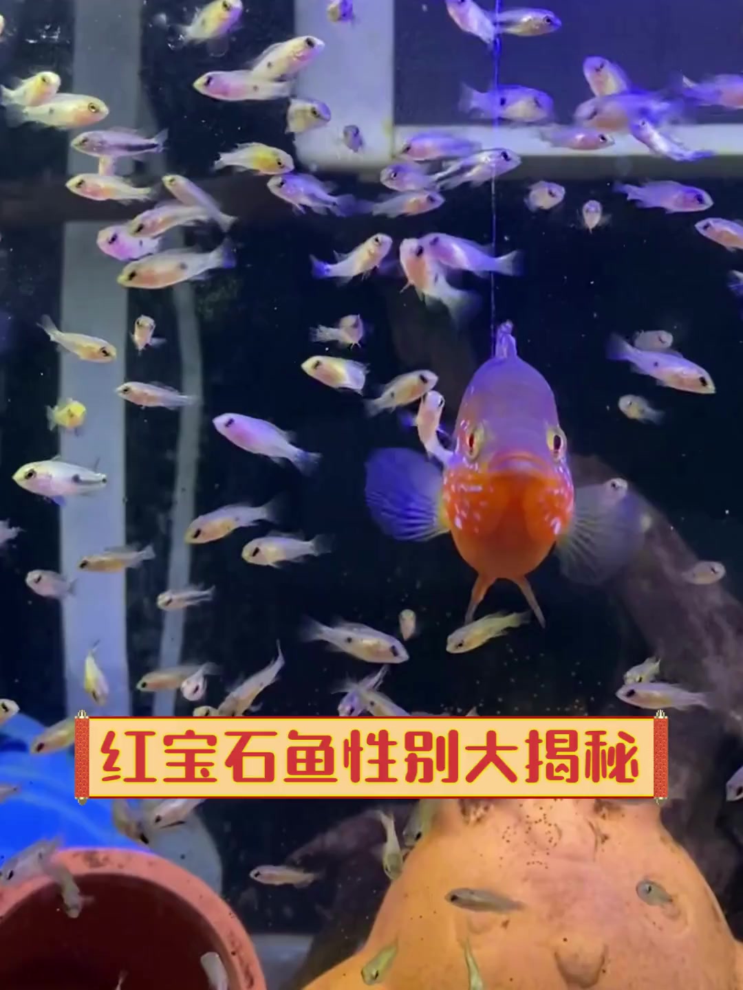 红宝石鱼性别大揭秘