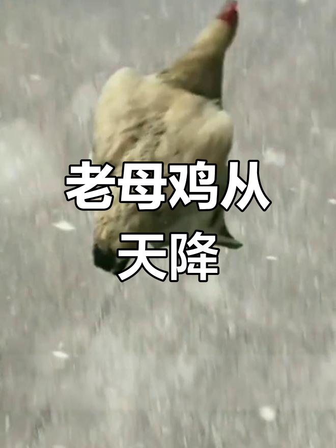 天空中的老母鸡奇观