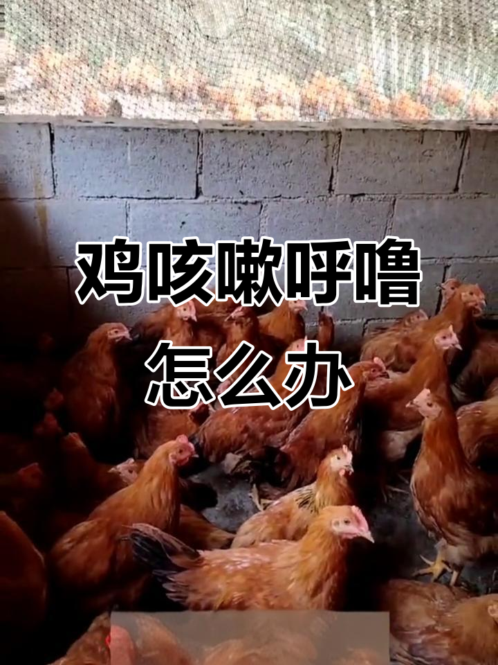 鸡传染性支气管炎症状与防治技巧