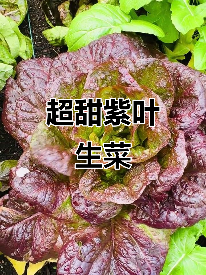 韩国紫叶生菜，冬季甜嫩无比，巨大一颗超满足