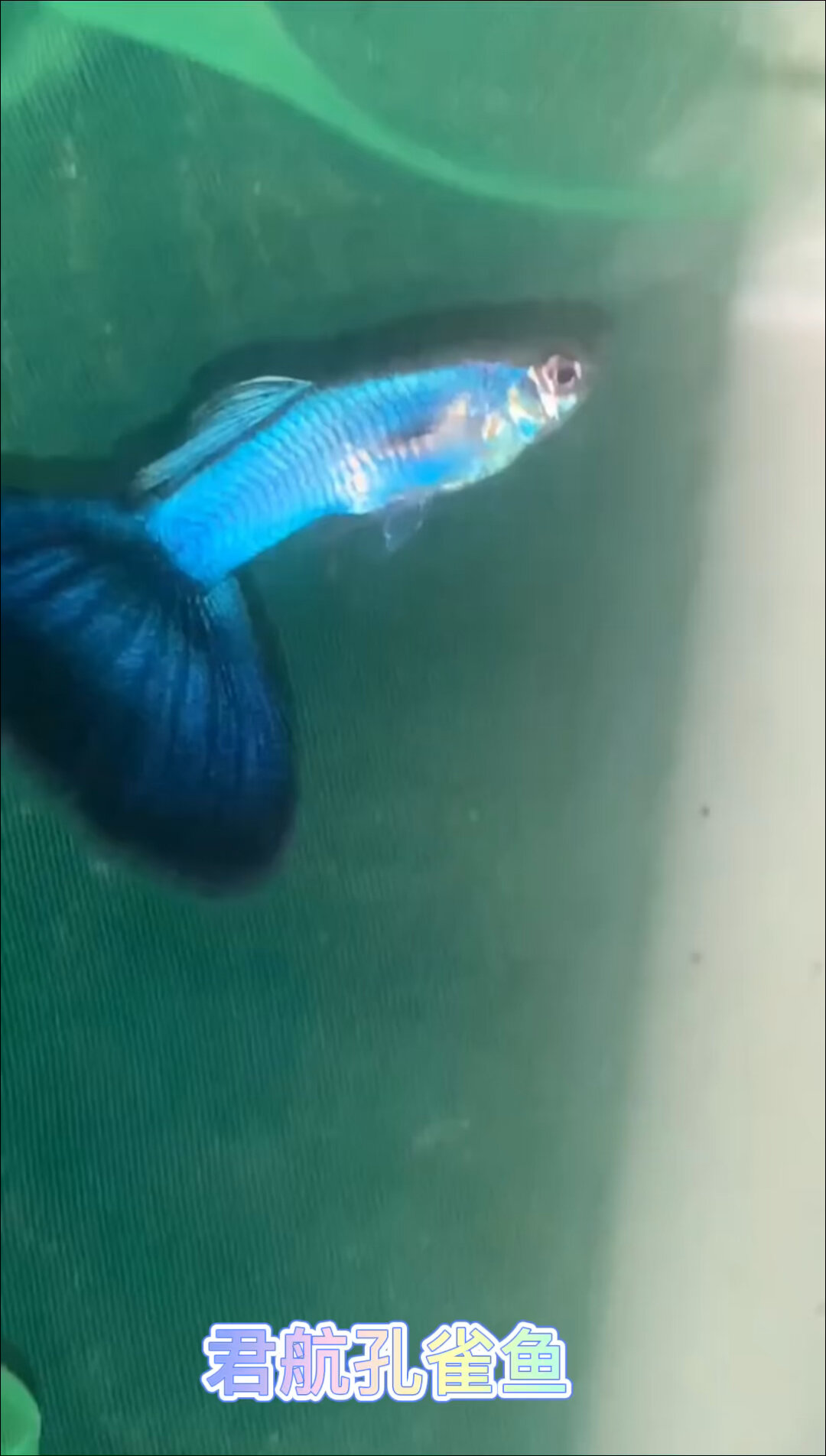 辛加蓝蓝尾孔雀鱼