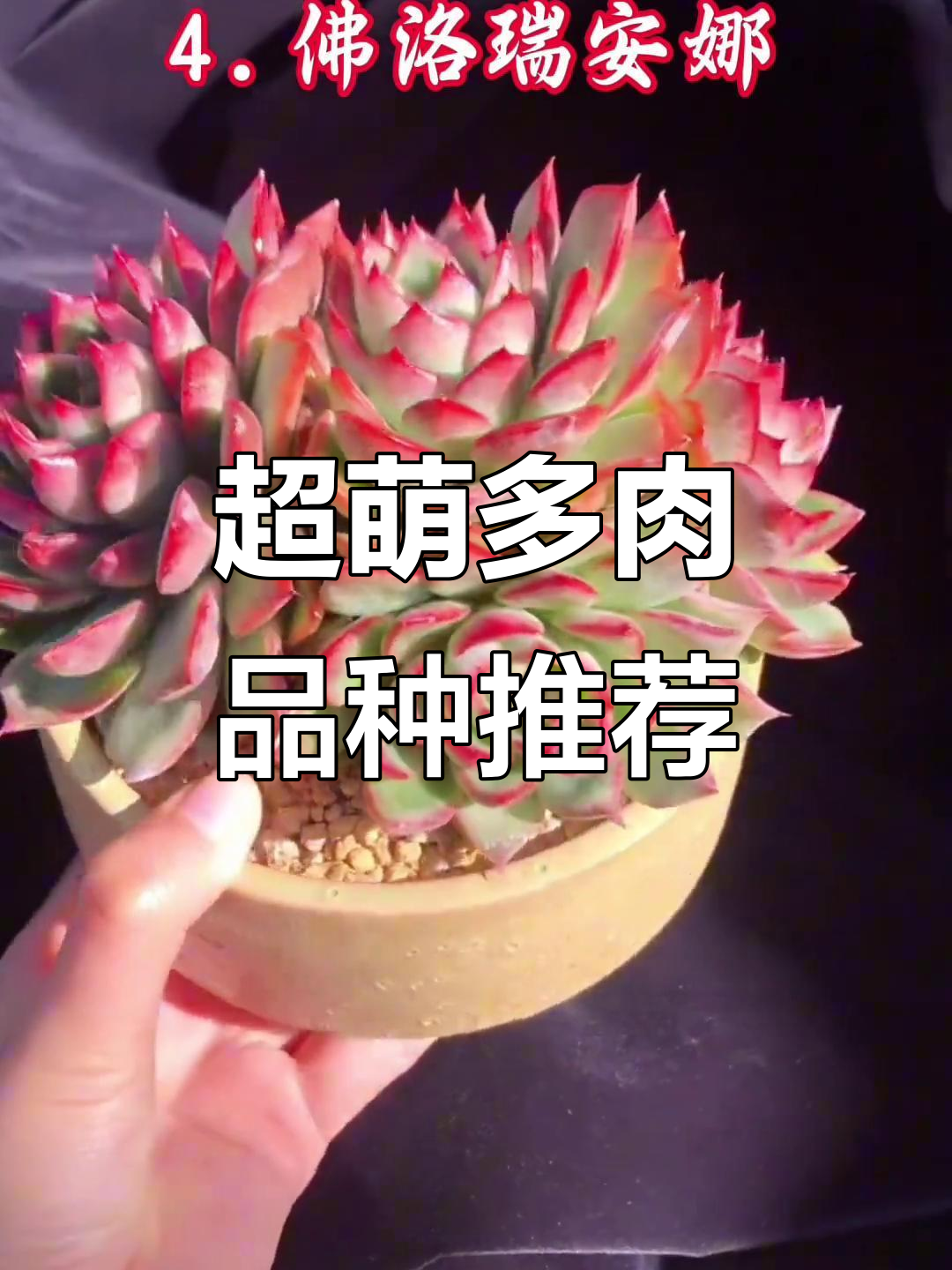 10种超可爱多肉植物,你家里养了几种?