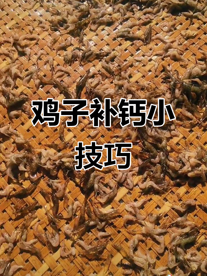 给鸡子补钙,vivo手机助力成长