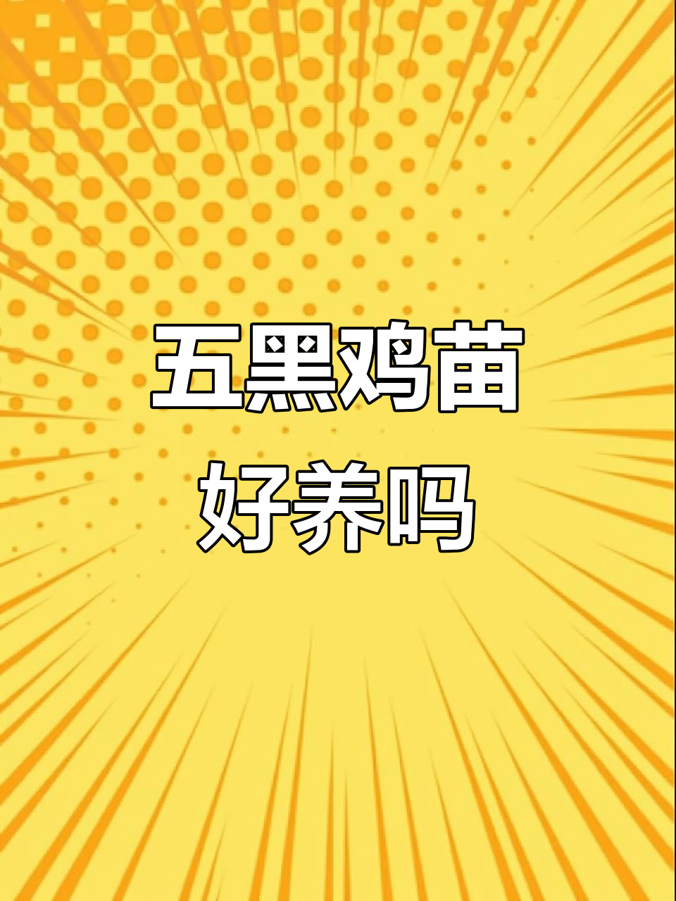 五黑鸡苗养殖技巧:纯粮食喂养,南北皆宜