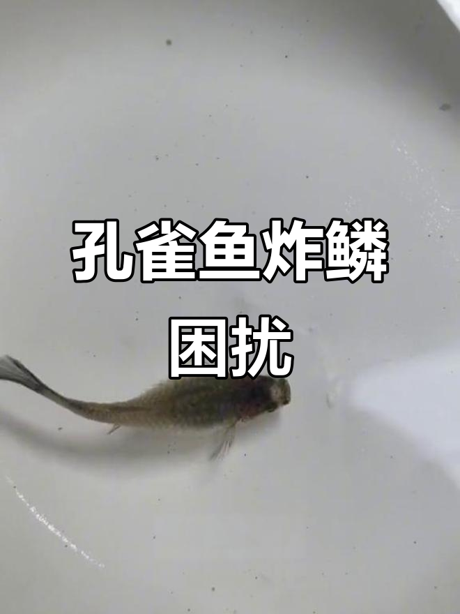 刷抖音发现孔雀鱼炸鳞,没想到自己也遇到了这问题