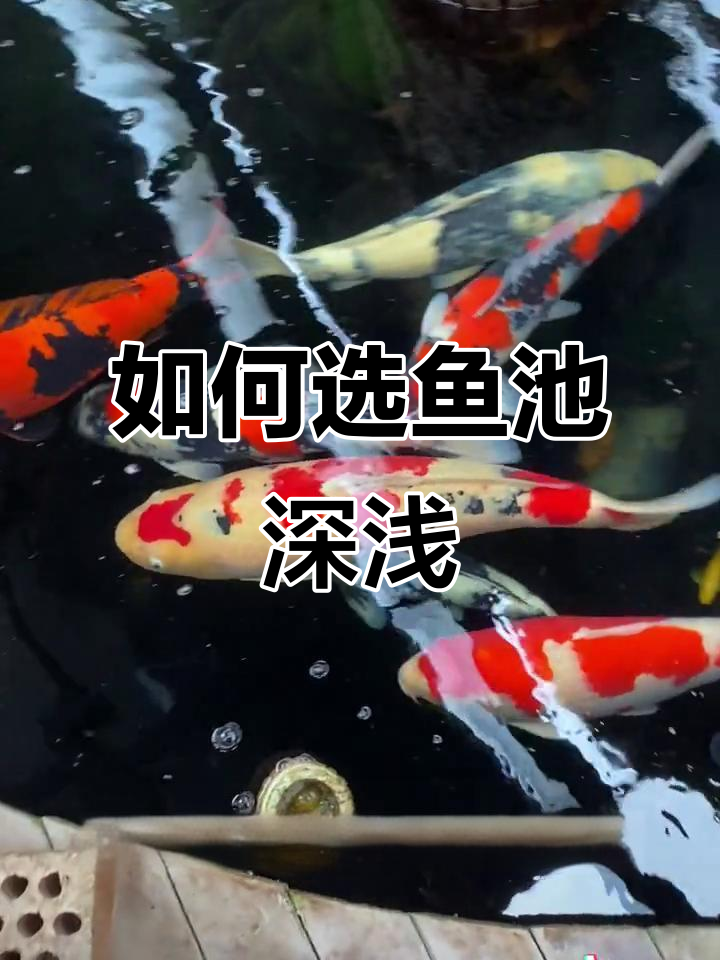 北方南方鱼池深度大不同,如何选择最适合的深度?