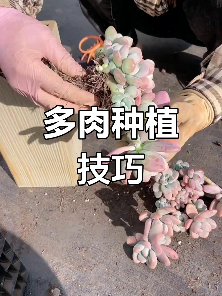 教你种多肉植物,轻松打造缺口盆造型