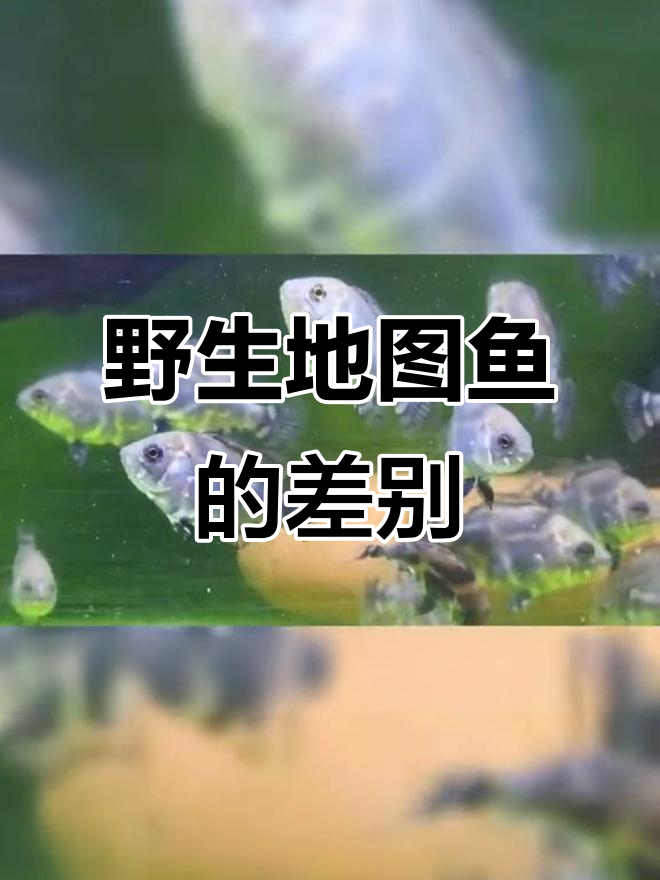 地图鱼到底有多不同?看看这些野生品种的差异