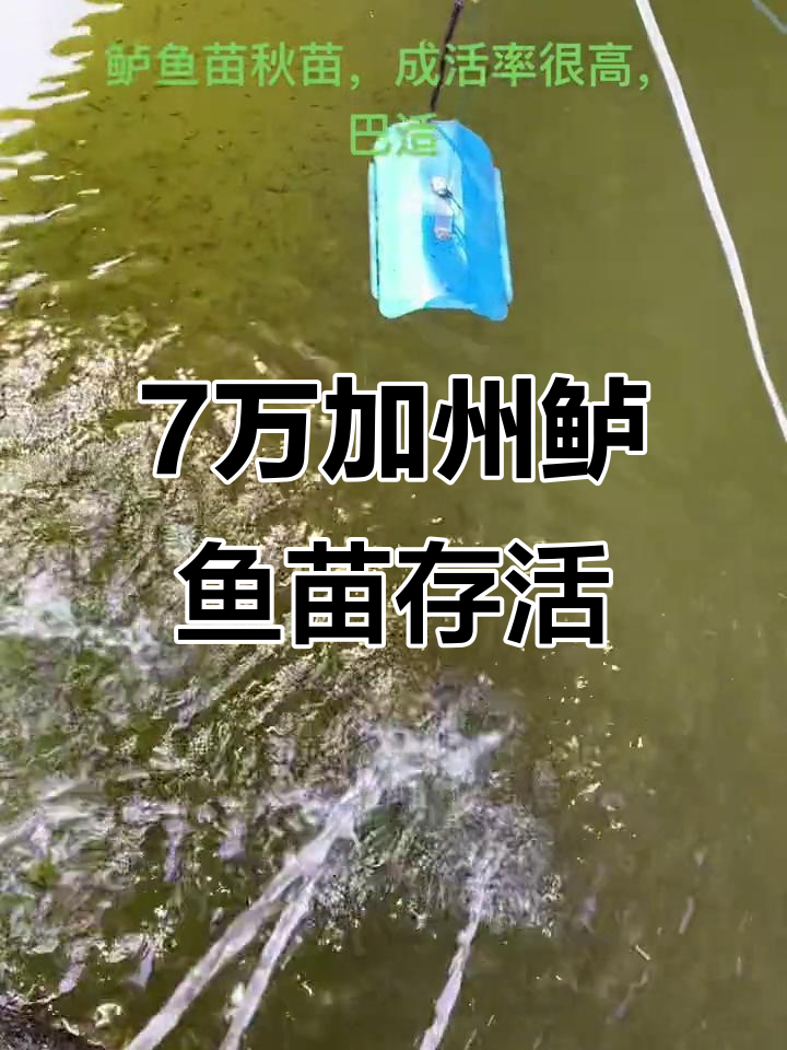 10万水花鱼苗,7万已成活,加州鲈养殖新篇章