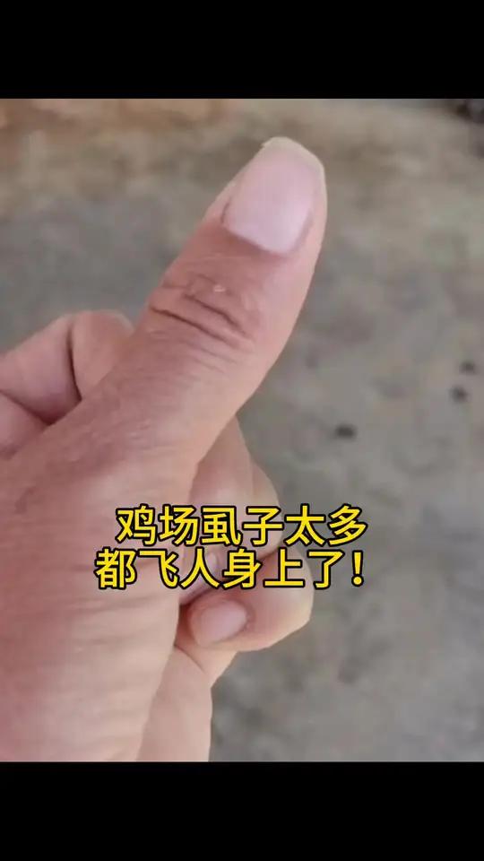 鸡虱子跳蚤怎么办