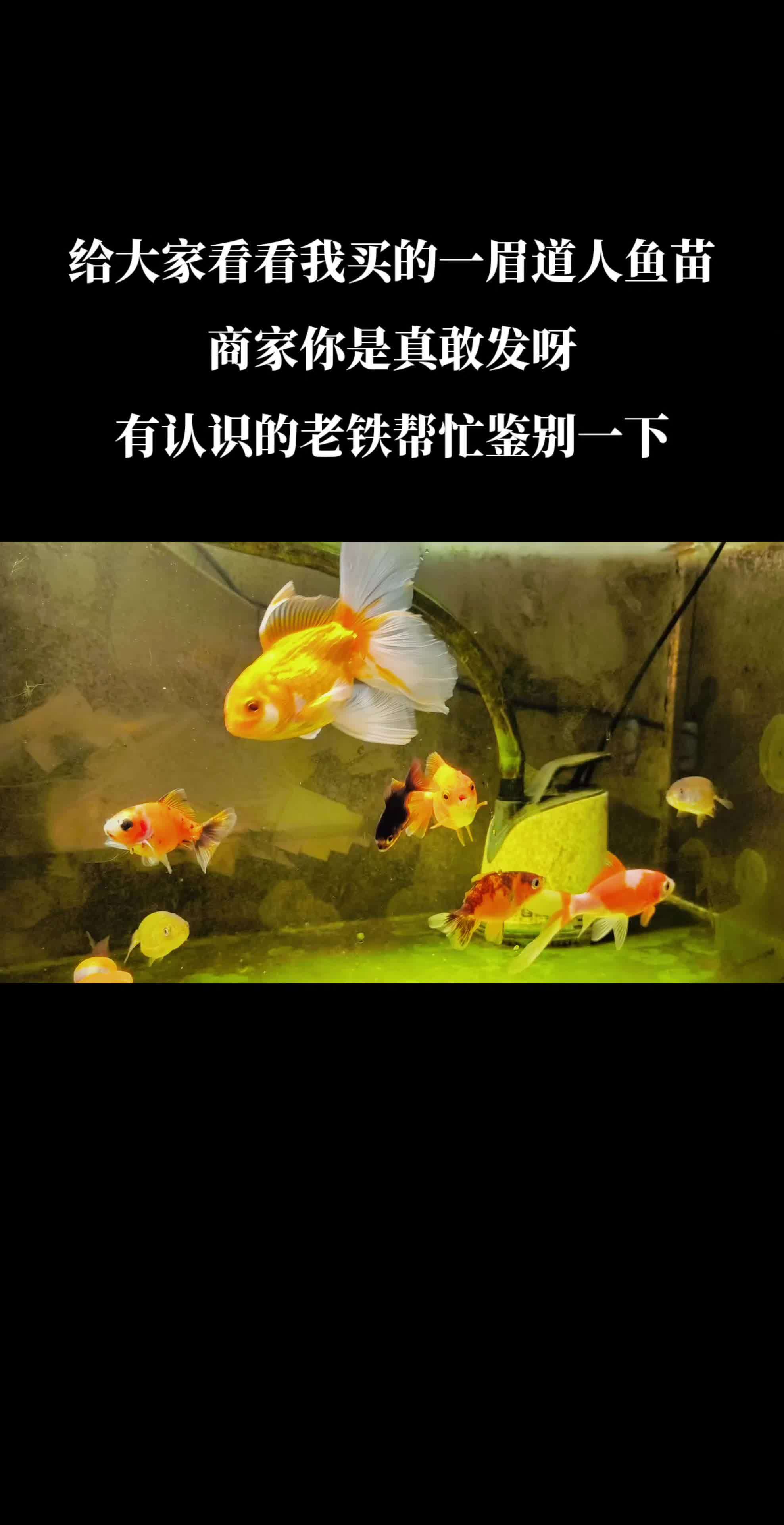 大家帮忙看看我买的一眉道人鱼苗是不是被商家忽悠了,他告诉我养40天就会发色 神奇动物在抖音